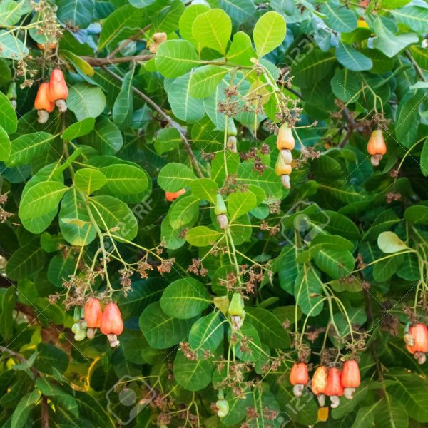 Cashew Farming