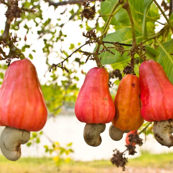 Raw cashew fruit